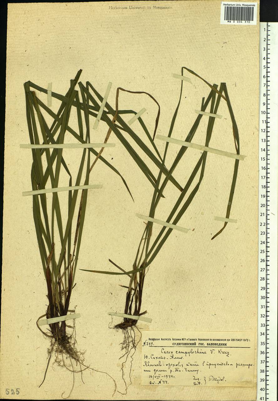 Carex auriculata Franch., Siberia, Russian Far East (S6) (Russia)