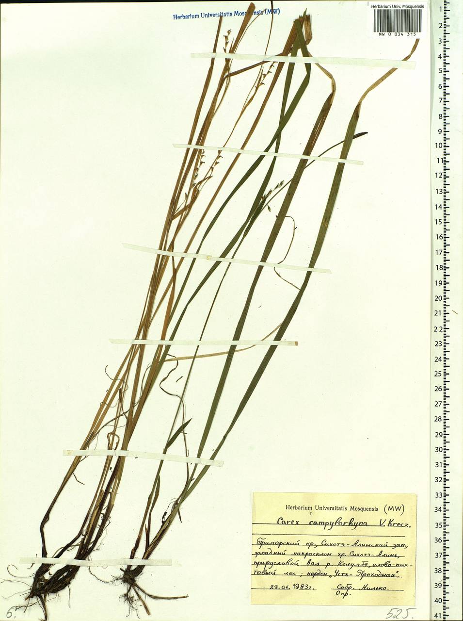 Carex auriculata Franch., Siberia, Russian Far East (S6) (Russia)