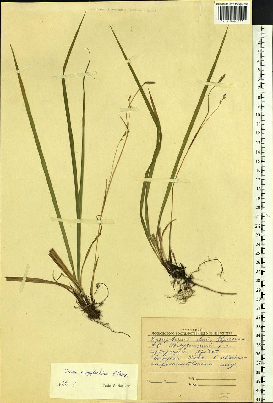 Carex auriculata Franch., Siberia, Russian Far East (S6) (Russia)