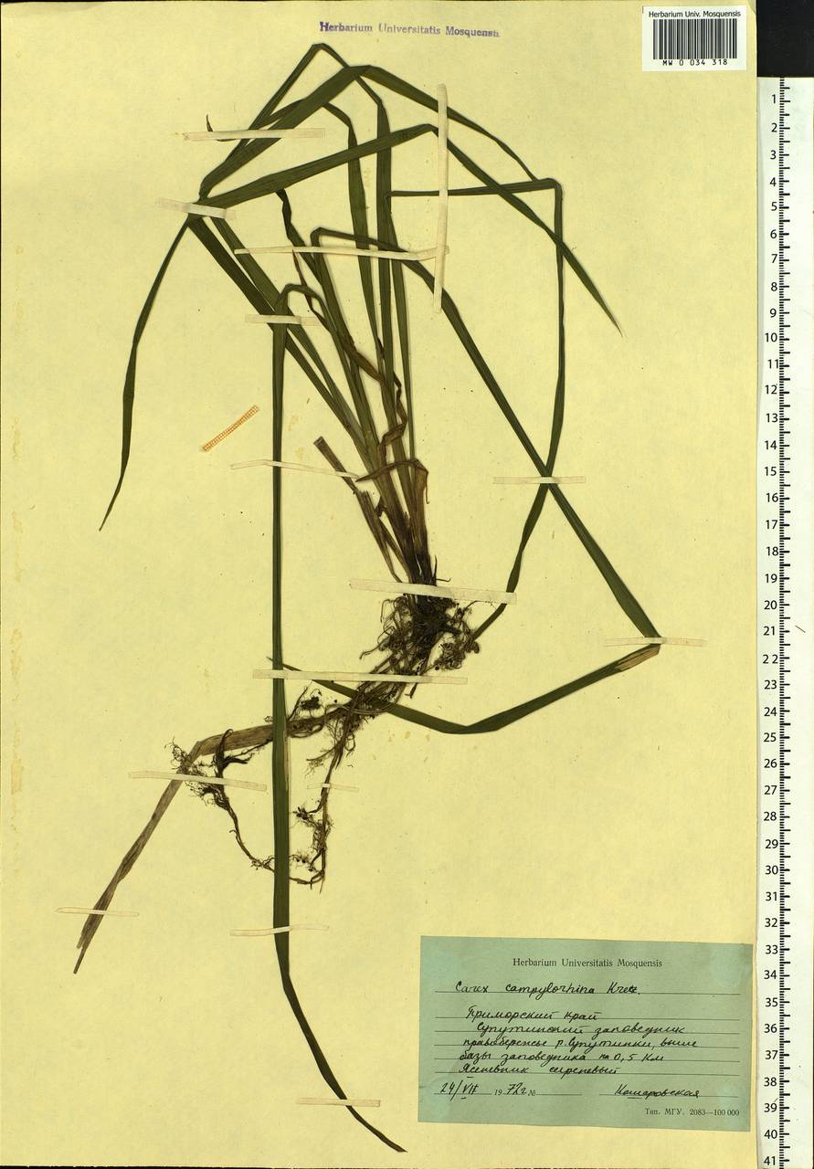 Carex auriculata Franch., Siberia, Russian Far East (S6) (Russia)