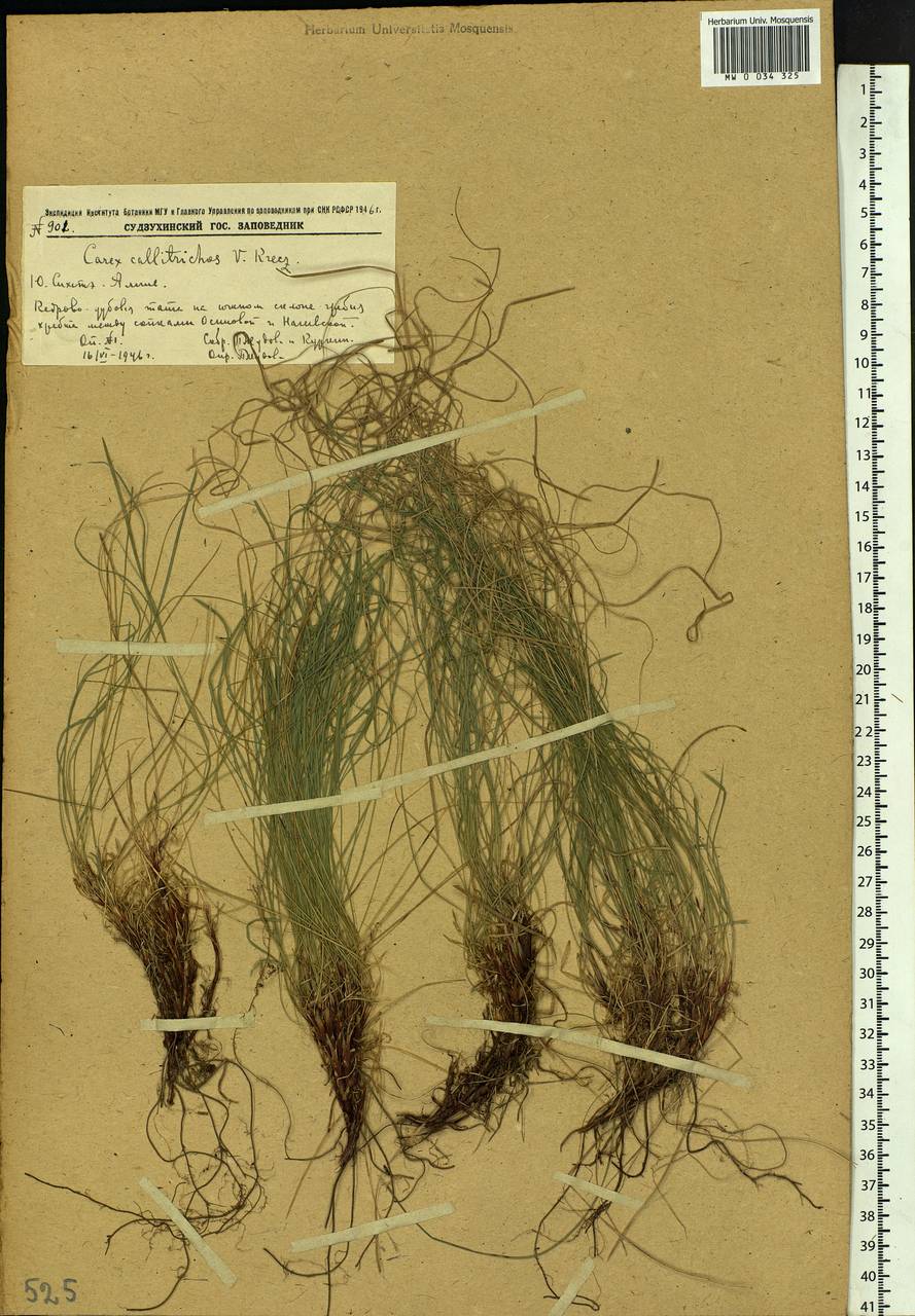 Carex callitrichos V.I.Krecz., Siberia, Russian Far East (S6) (Russia)