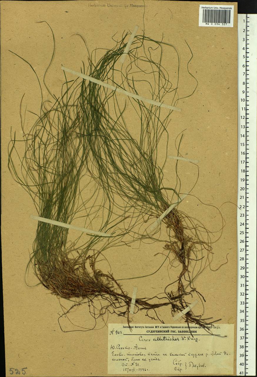 Carex callitrichos V.I.Krecz., Siberia, Russian Far East (S6) (Russia)