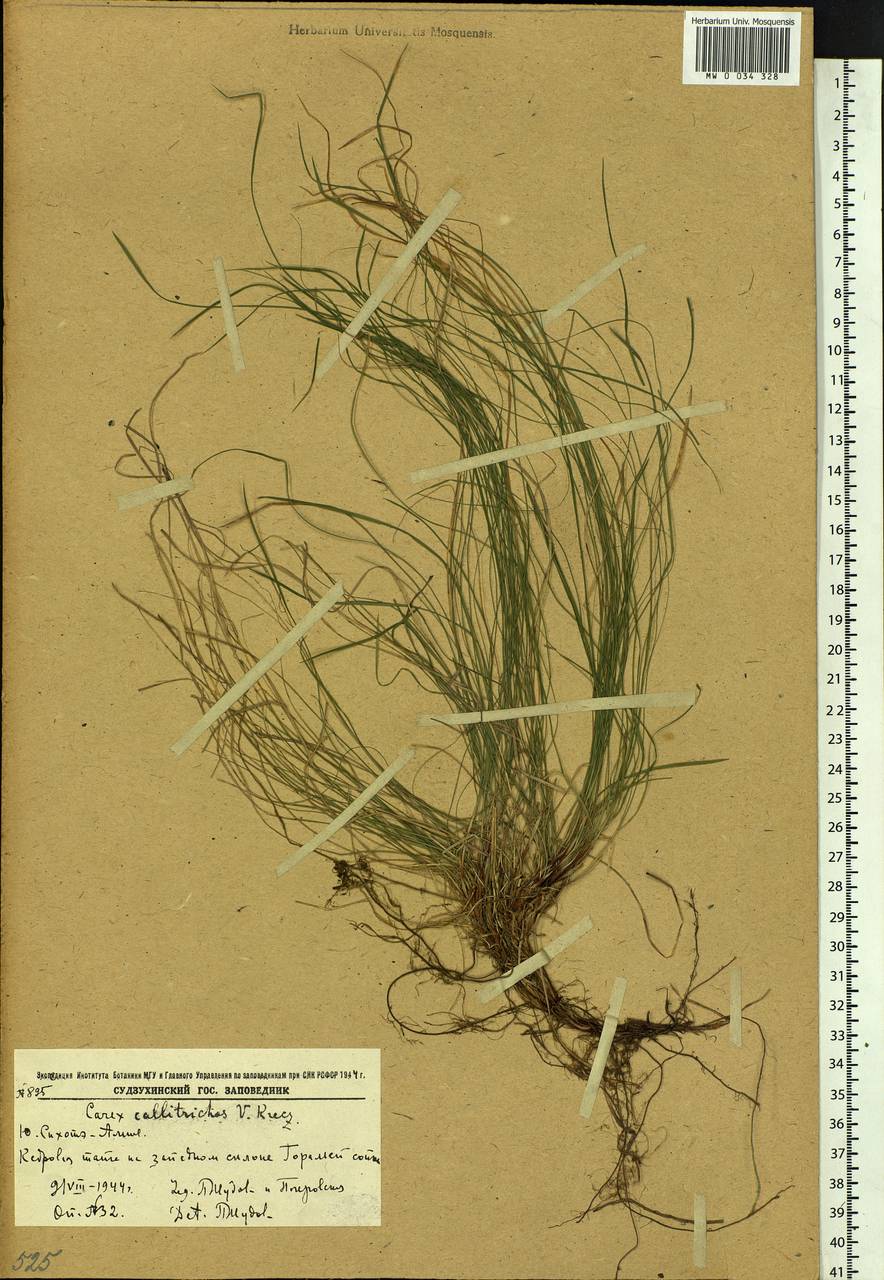 Carex callitrichos V.I.Krecz., Siberia, Russian Far East (S6) (Russia)