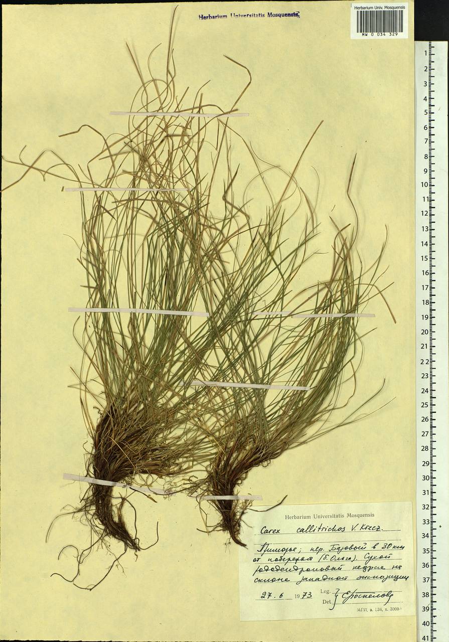 Carex callitrichos V.I.Krecz., Siberia, Russian Far East (S6) (Russia)