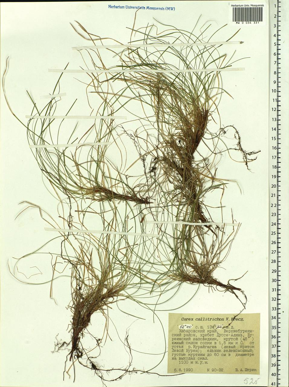 Carex callitrichos V.I.Krecz., Siberia, Russian Far East (S6) (Russia)