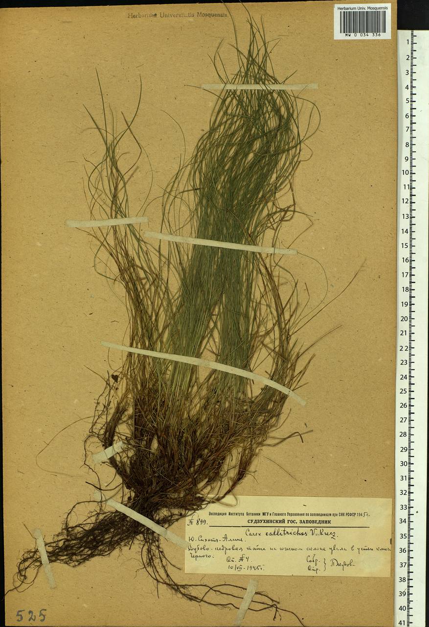 Carex callitrichos V.I.Krecz., Siberia, Russian Far East (S6) (Russia)