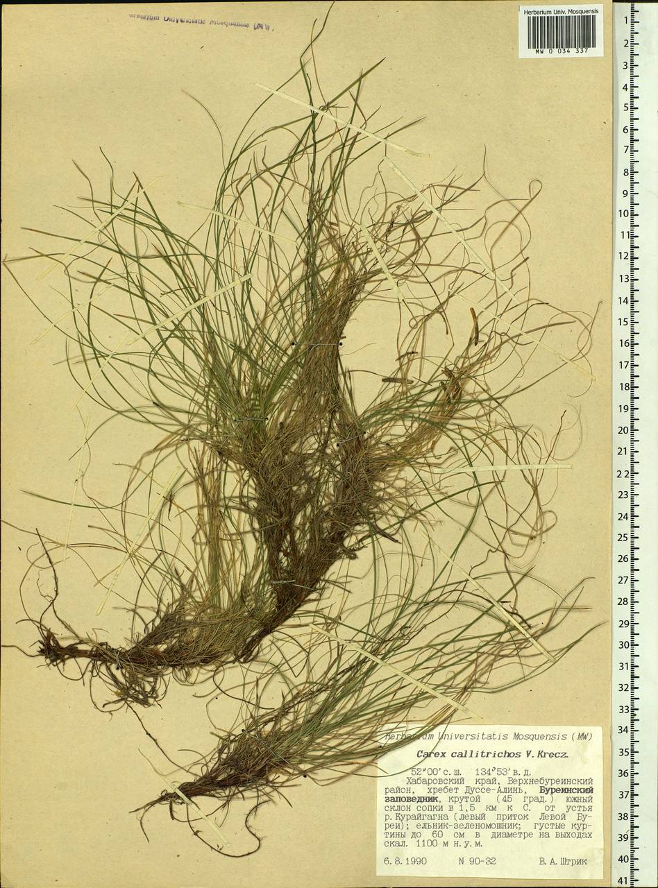 Carex callitrichos V.I.Krecz., Siberia, Russian Far East (S6) (Russia)