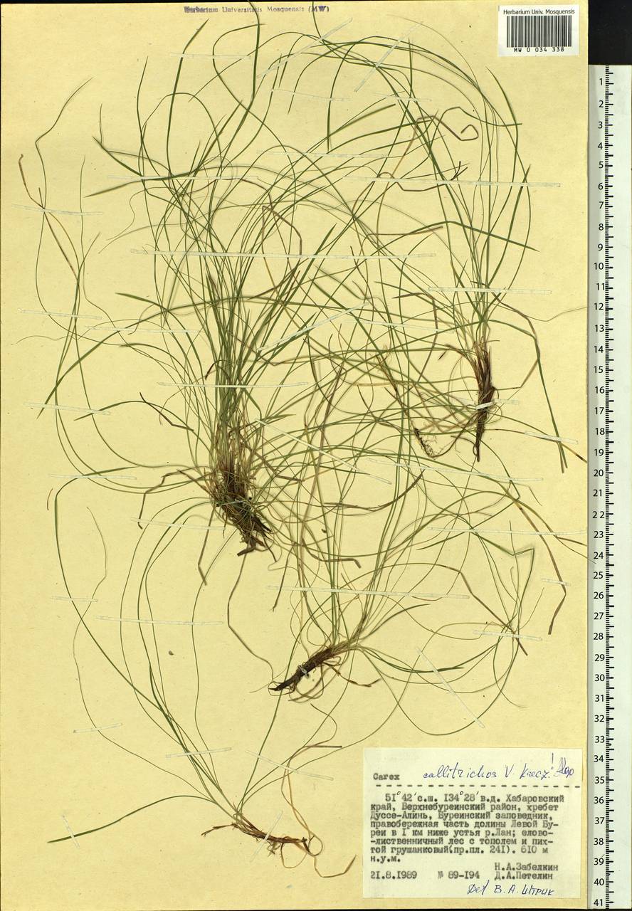 Carex callitrichos V.I.Krecz., Siberia, Russian Far East (S6) (Russia)