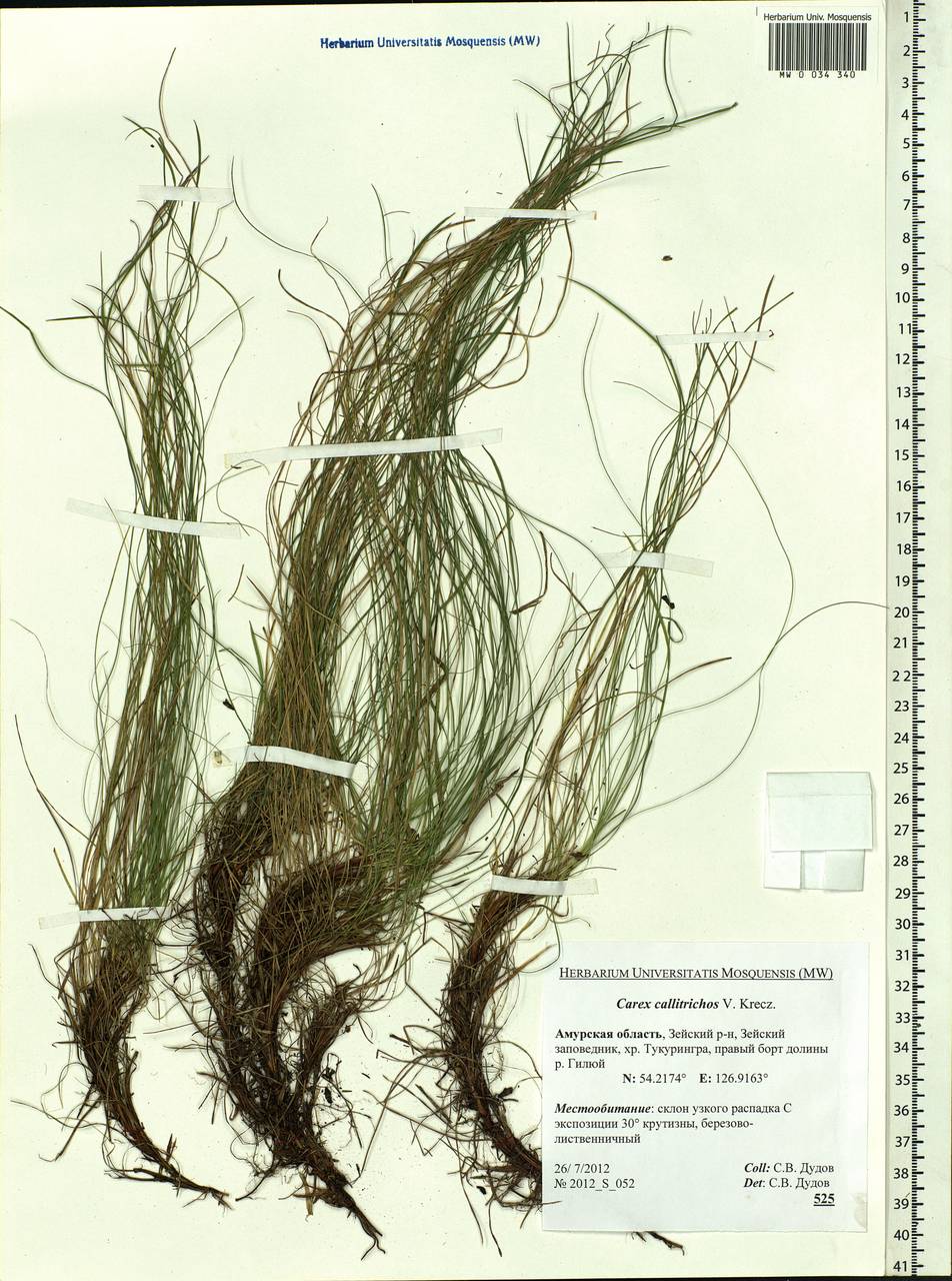 Carex callitrichos V.I.Krecz., Siberia, Russian Far East (S6) (Russia)