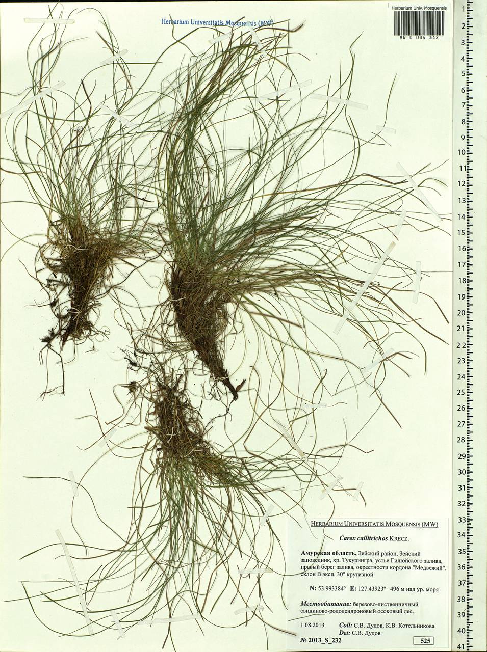 Carex callitrichos V.I.Krecz., Siberia, Russian Far East (S6) (Russia)