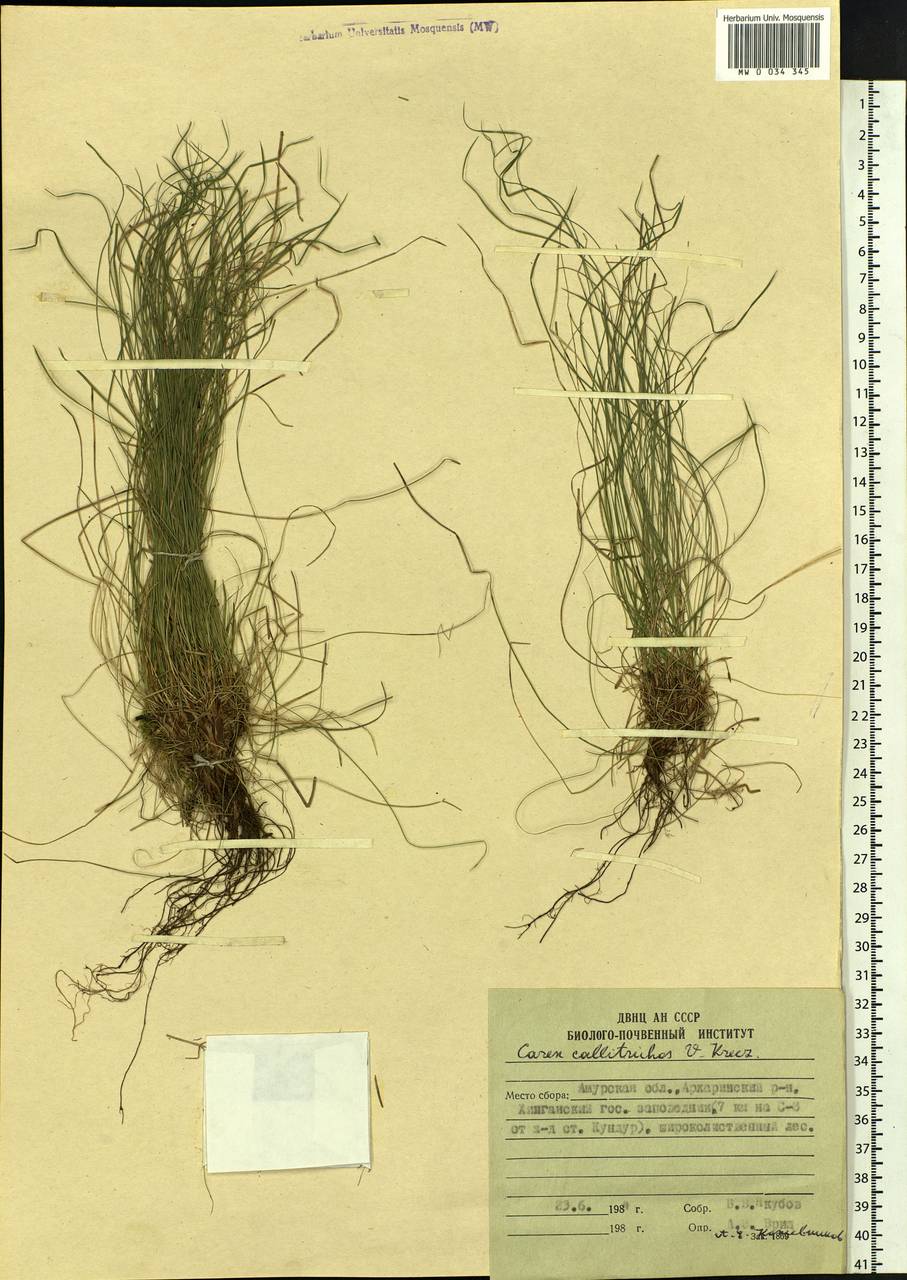 Carex callitrichos V.I.Krecz., Siberia, Russian Far East (S6) (Russia)