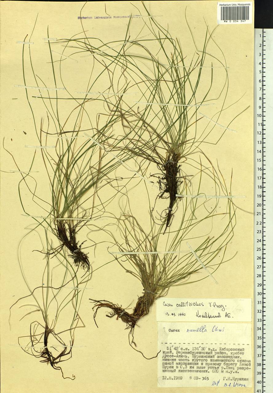 Carex callitrichos V.I.Krecz., Siberia, Russian Far East (S6) (Russia)