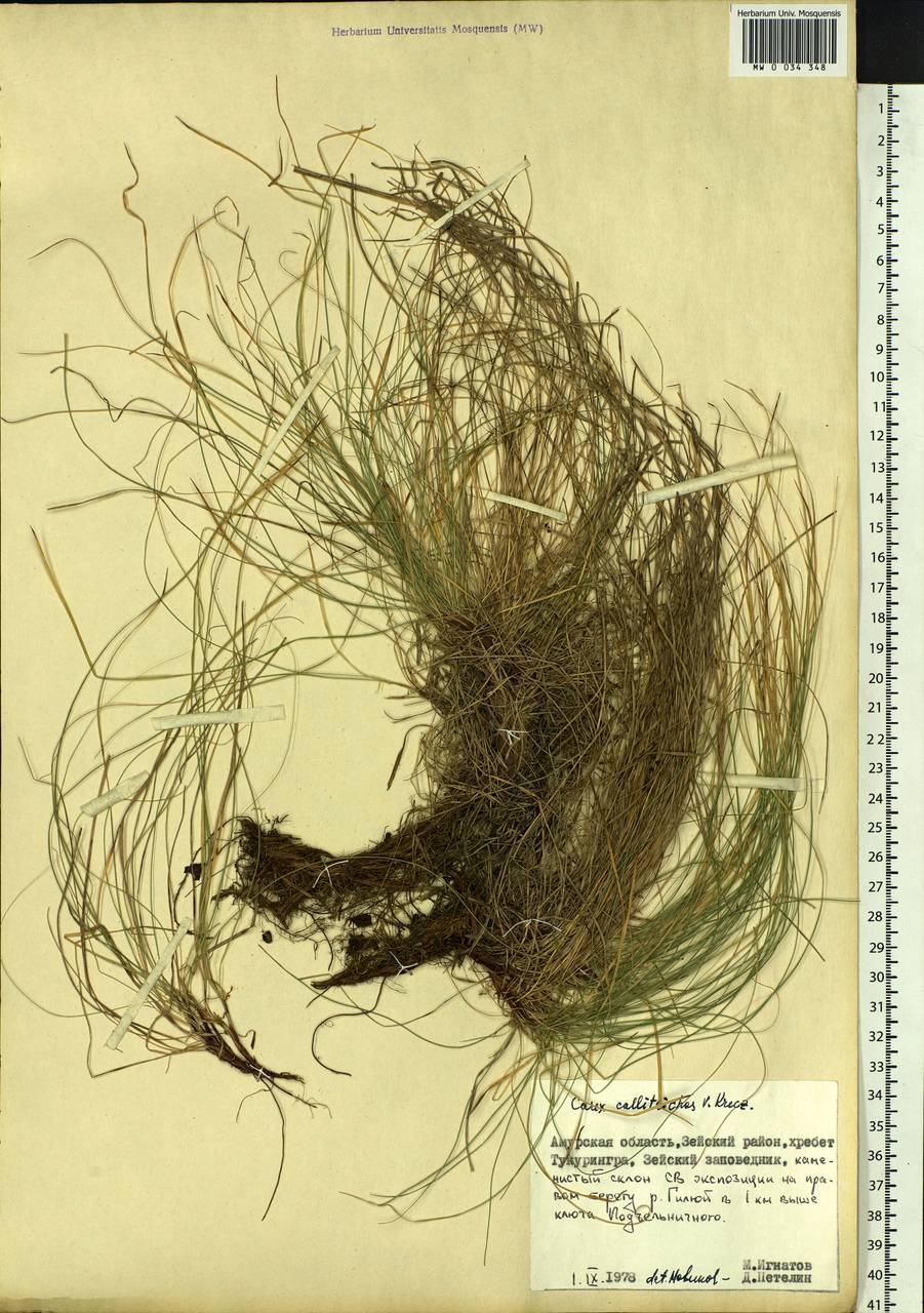 Carex callitrichos V.I.Krecz., Siberia, Russian Far East (S6) (Russia)