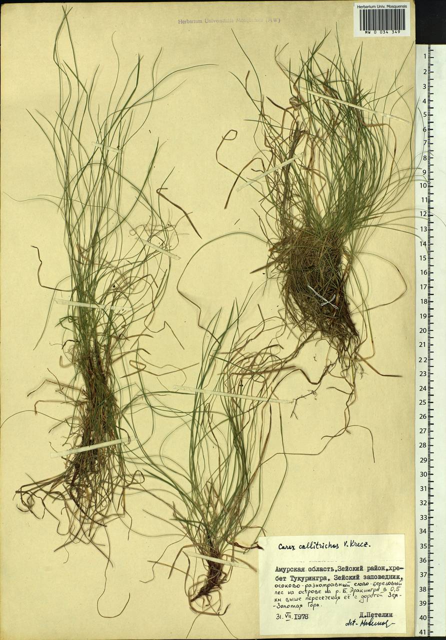 Carex callitrichos V.I.Krecz., Siberia, Russian Far East (S6) (Russia)