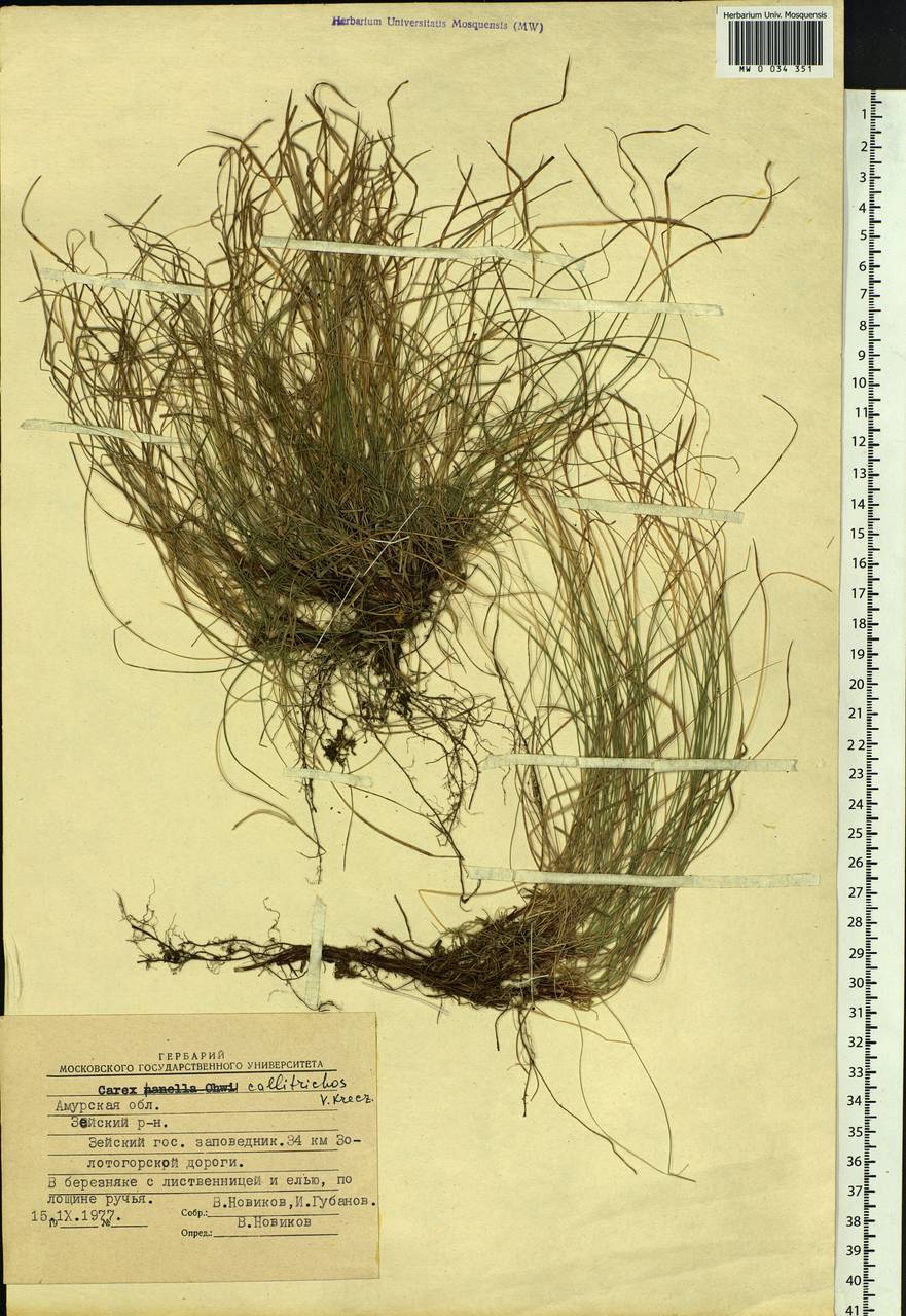 Carex callitrichos V.I.Krecz., Siberia, Russian Far East (S6) (Russia)