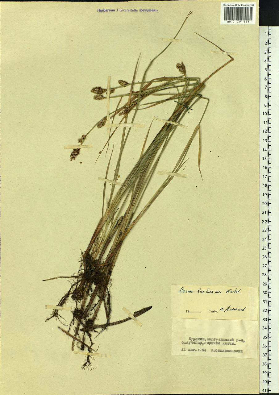 Carex buxbaumii Wahlenb., Siberia, Baikal & Transbaikal region (S4) (Russia)