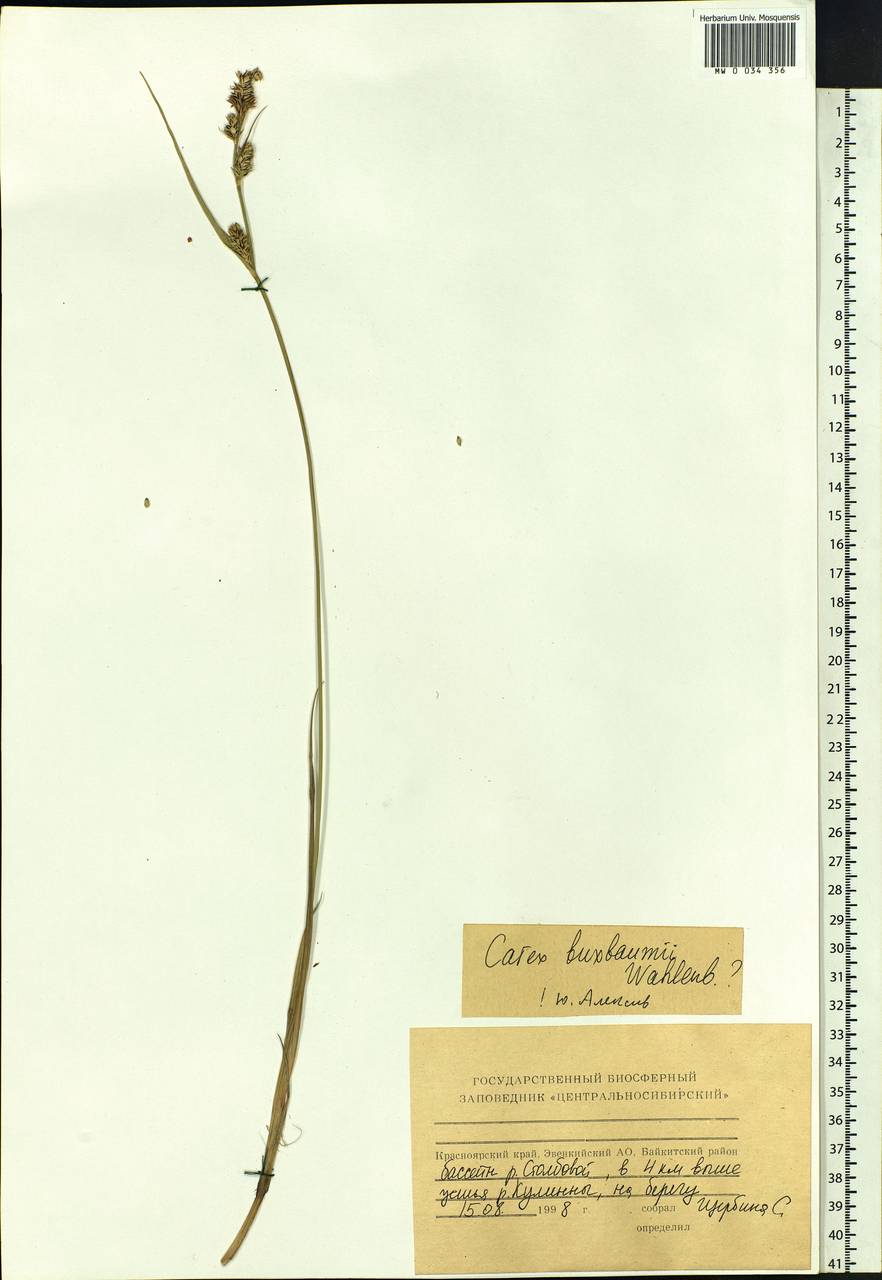 Carex buxbaumii Wahlenb., Siberia, Central Siberia (S3) (Russia)