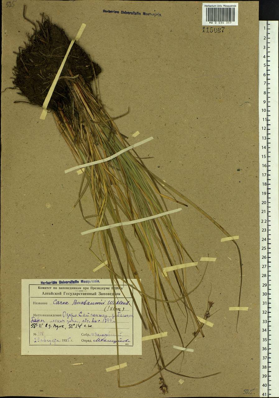 Carex buxbaumii Wahlenb., Siberia, Altai & Sayany Mountains (S2) (Russia)