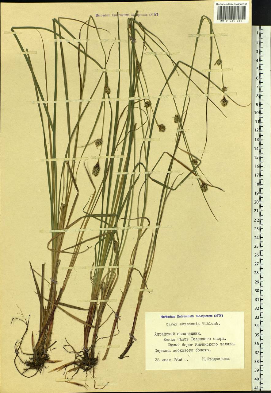 Carex buxbaumii Wahlenb., Siberia, Altai & Sayany Mountains (S2) (Russia)