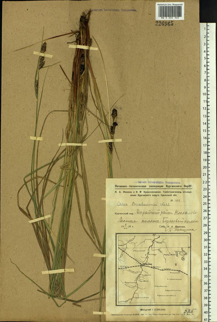 Carex buxbaumii Wahlenb., Siberia, Western Siberia (S1) (Russia)