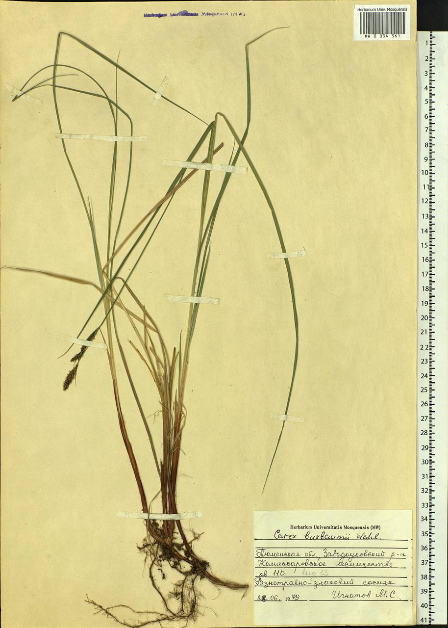 Carex buxbaumii Wahlenb., Siberia, Western Siberia (S1) (Russia)