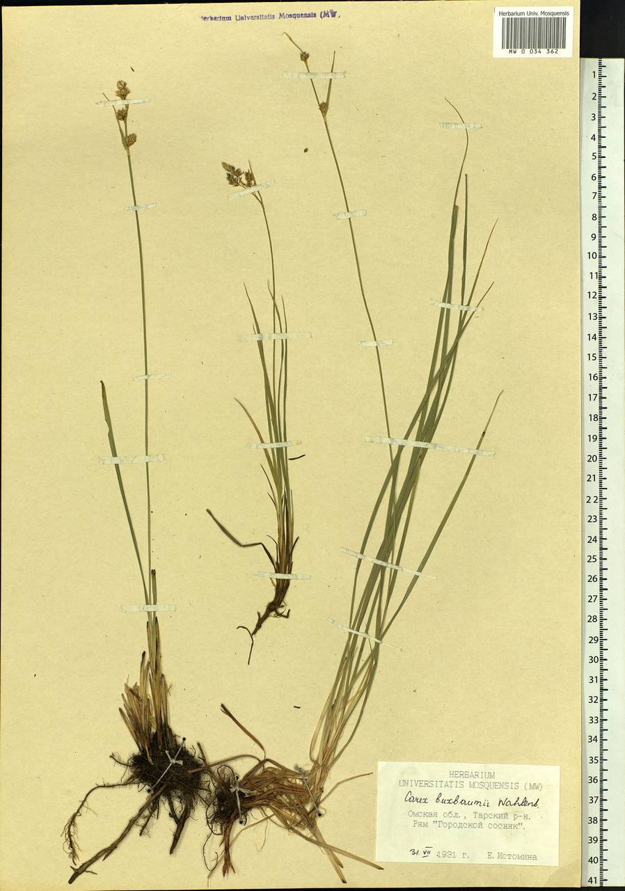 Carex buxbaumii Wahlenb., Siberia, Western Siberia (S1) (Russia)