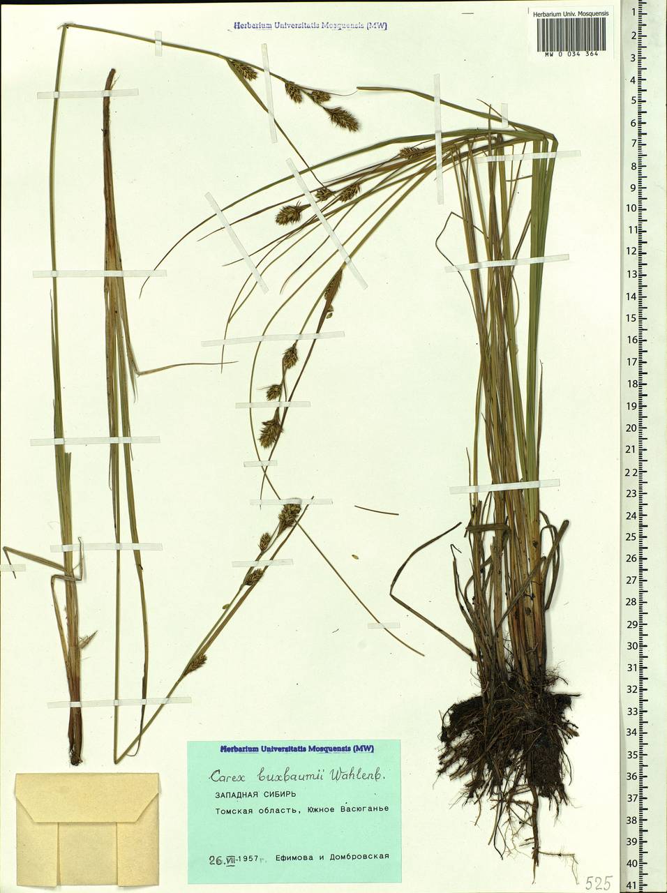 Carex buxbaumii Wahlenb., Siberia, Western Siberia (S1) (Russia)