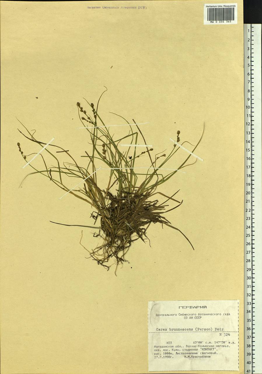 Carex brunnescens (Pers.) Poir., Siberia, Chukotka & Kamchatka (S7) (Russia)