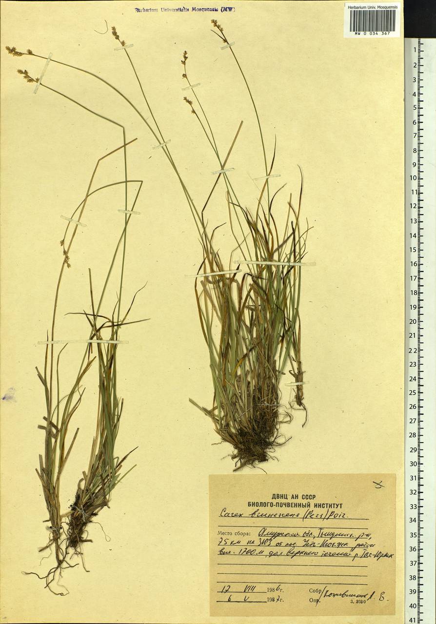 Carex brunnescens (Pers.) Poir., Siberia, Russian Far East (S6) (Russia)