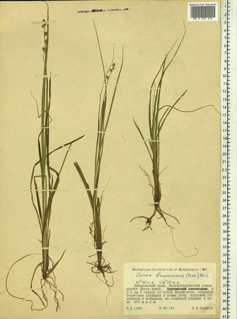 Carex brunnescens (Pers.) Poir., Siberia, Russian Far East (S6) (Russia)