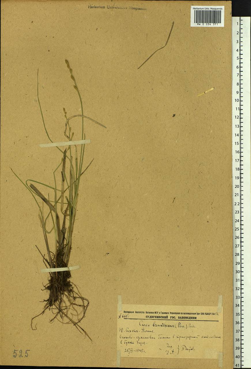 Carex brunnescens (Pers.) Poir., Siberia, Russian Far East (S6) (Russia)