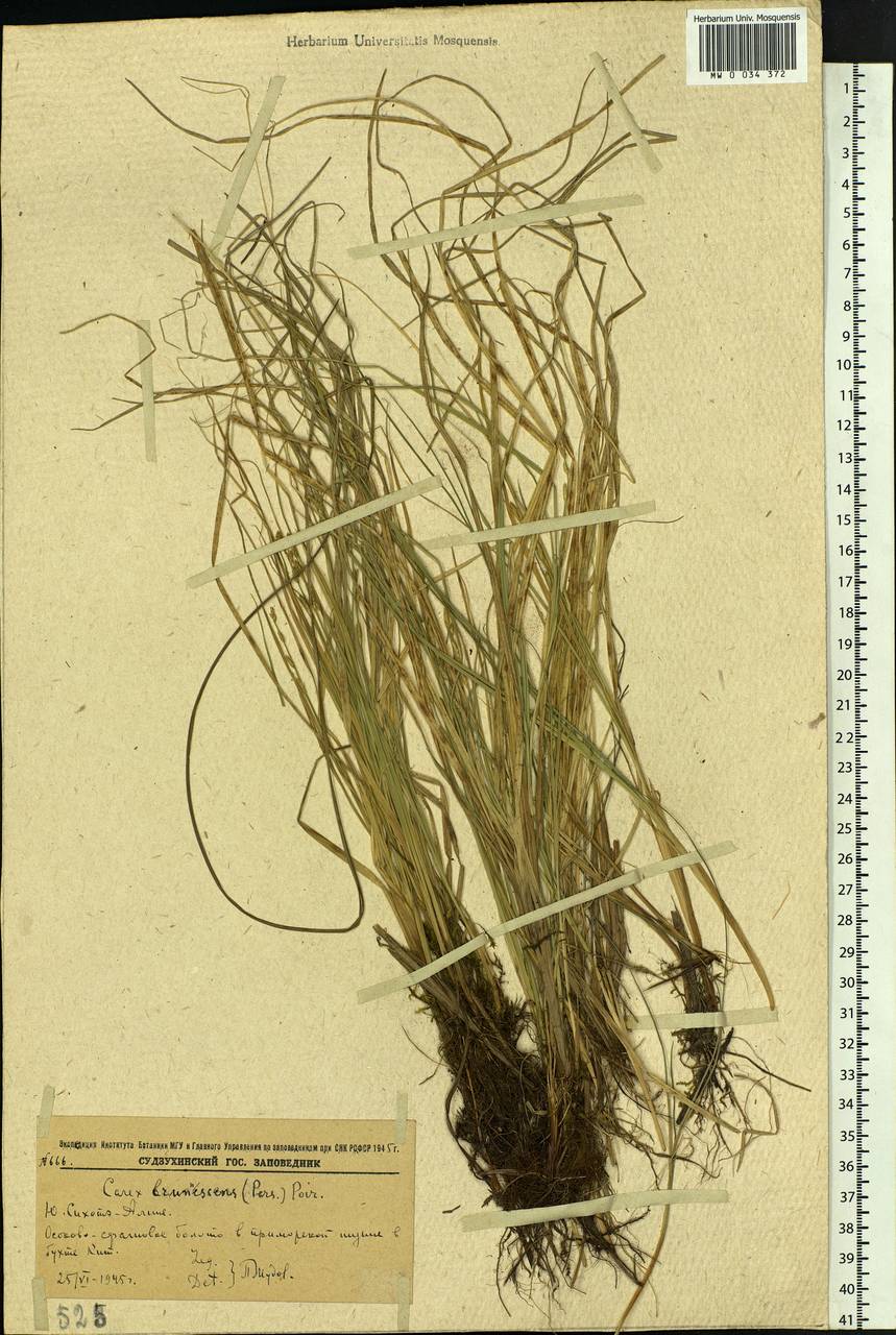 Carex brunnescens (Pers.) Poir., Siberia, Russian Far East (S6) (Russia)