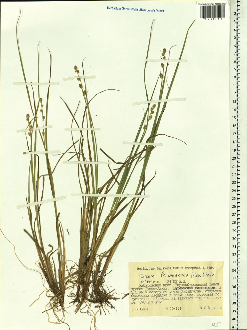 Carex brunnescens (Pers.) Poir., Siberia, Russian Far East (S6) (Russia)