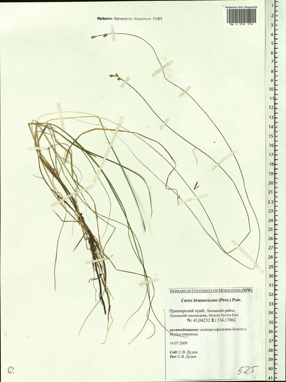 Carex brunnescens (Pers.) Poir., Siberia, Russian Far East (S6) (Russia)