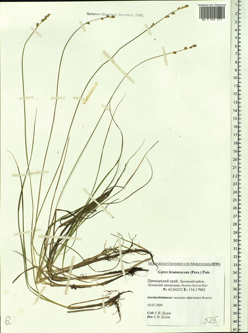 Carex brunnescens (Pers.) Poir., Siberia, Russian Far East (S6) (Russia)