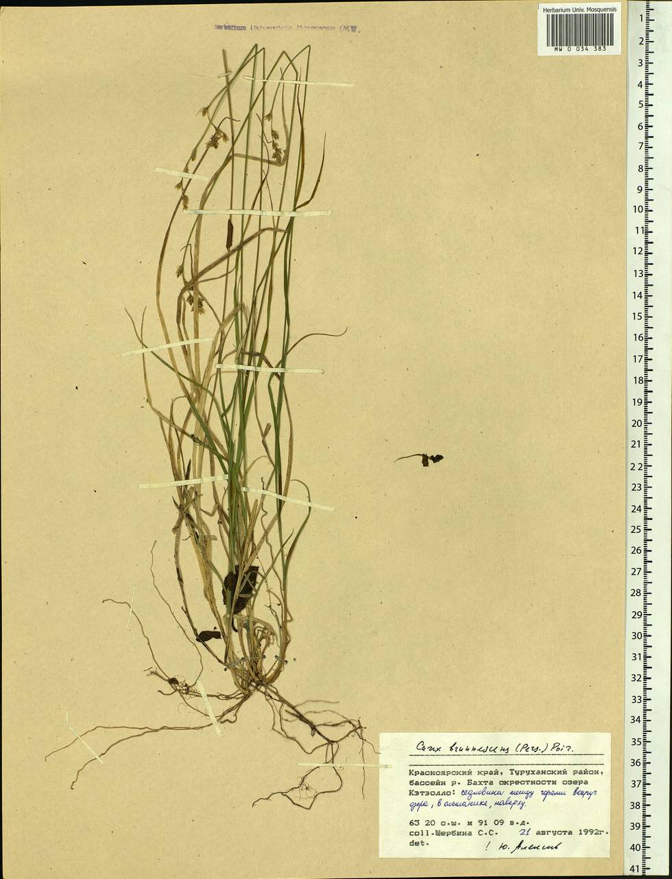 Carex brunnescens (Pers.) Poir., Siberia, Central Siberia (S3) (Russia)