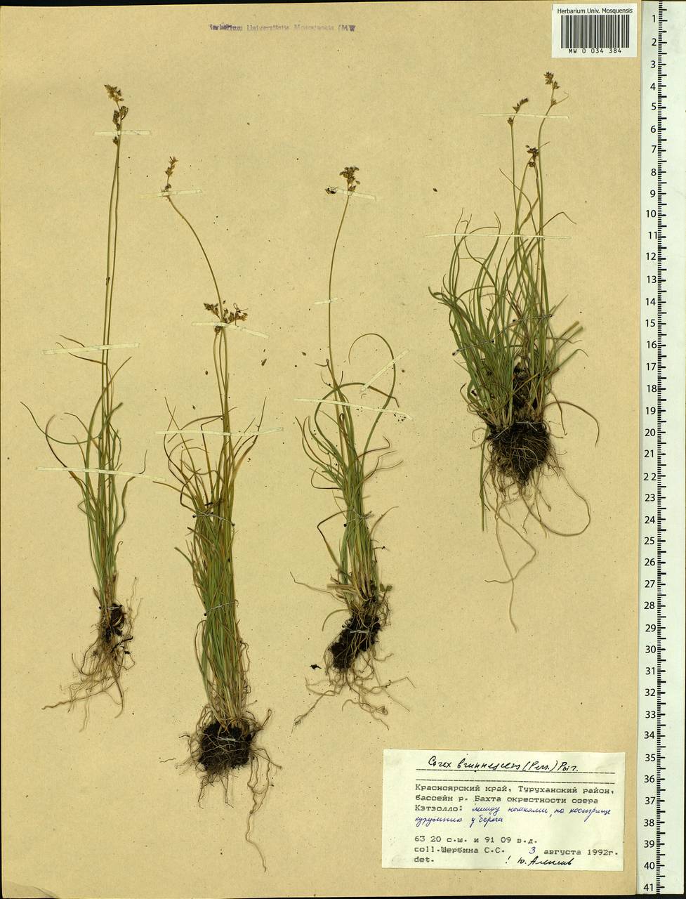 Carex brunnescens (Pers.) Poir., Siberia, Central Siberia (S3) (Russia)