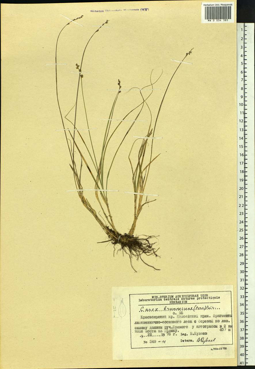 Carex brunnescens (Pers.) Poir., Siberia, Central Siberia (S3) (Russia)