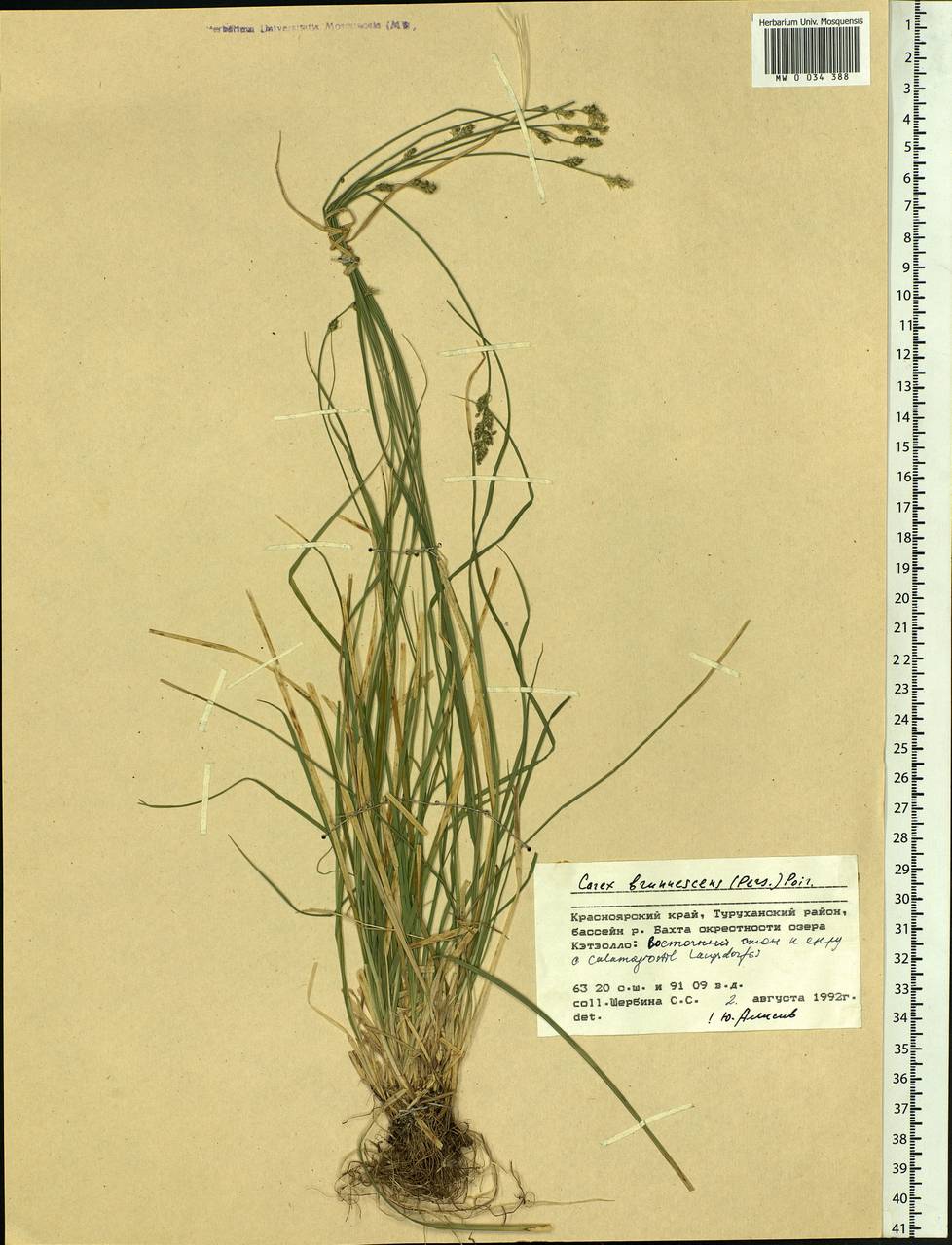 Carex brunnescens (Pers.) Poir., Siberia, Central Siberia (S3) (Russia)
