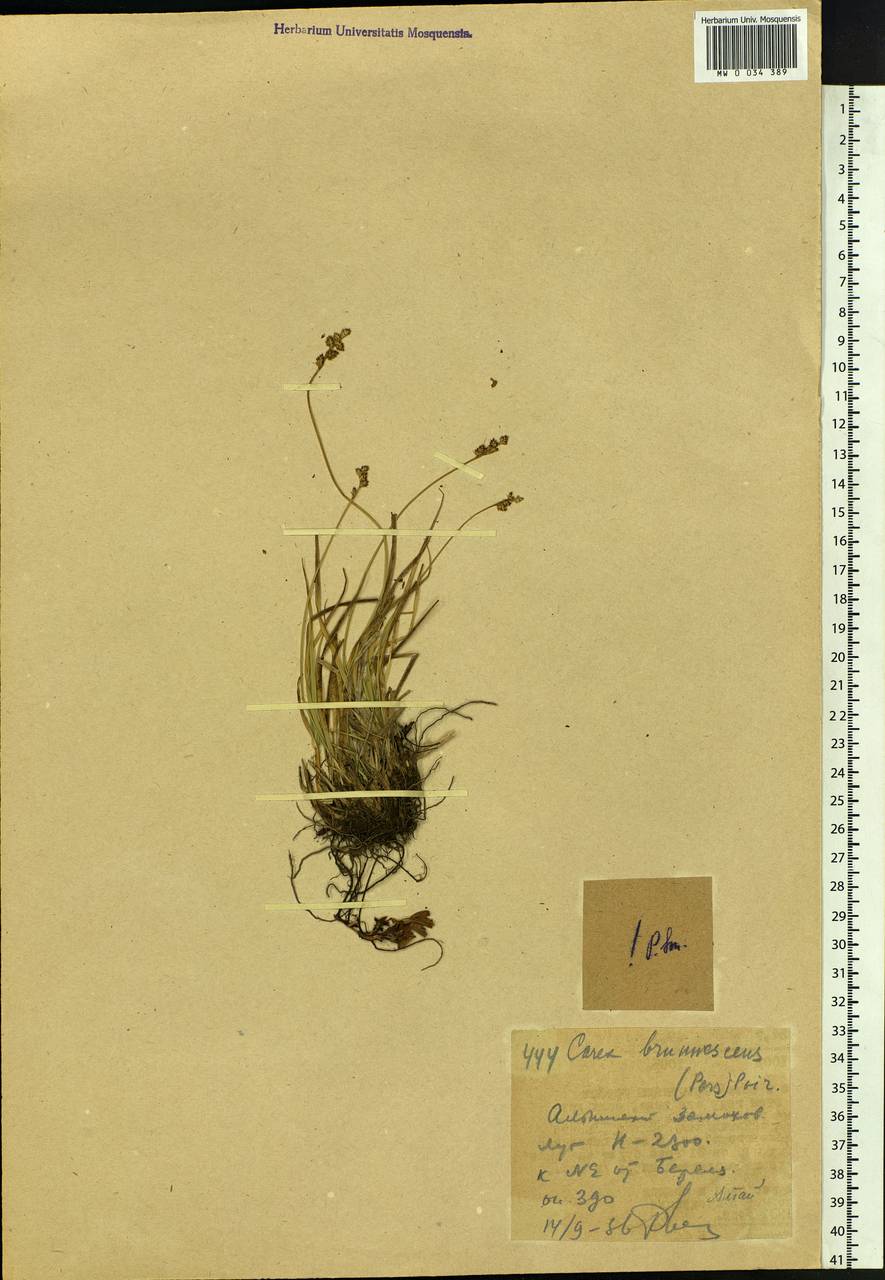 Carex brunnescens (Pers.) Poir., Siberia, Western (Kazakhstan) Altai Mountains (S2a) (Kazakhstan)