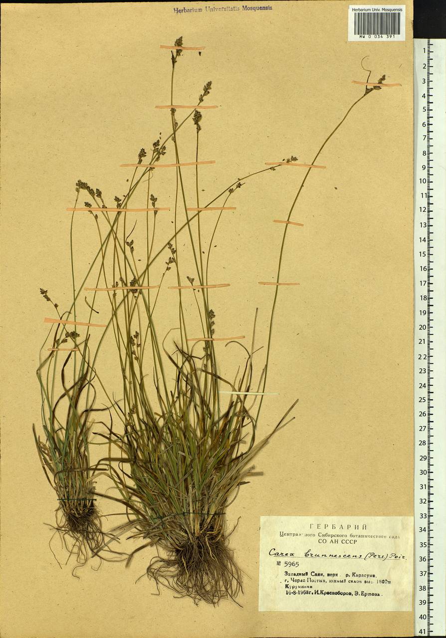 Carex brunnescens (Pers.) Poir., Siberia, Altai & Sayany Mountains (S2) (Russia)