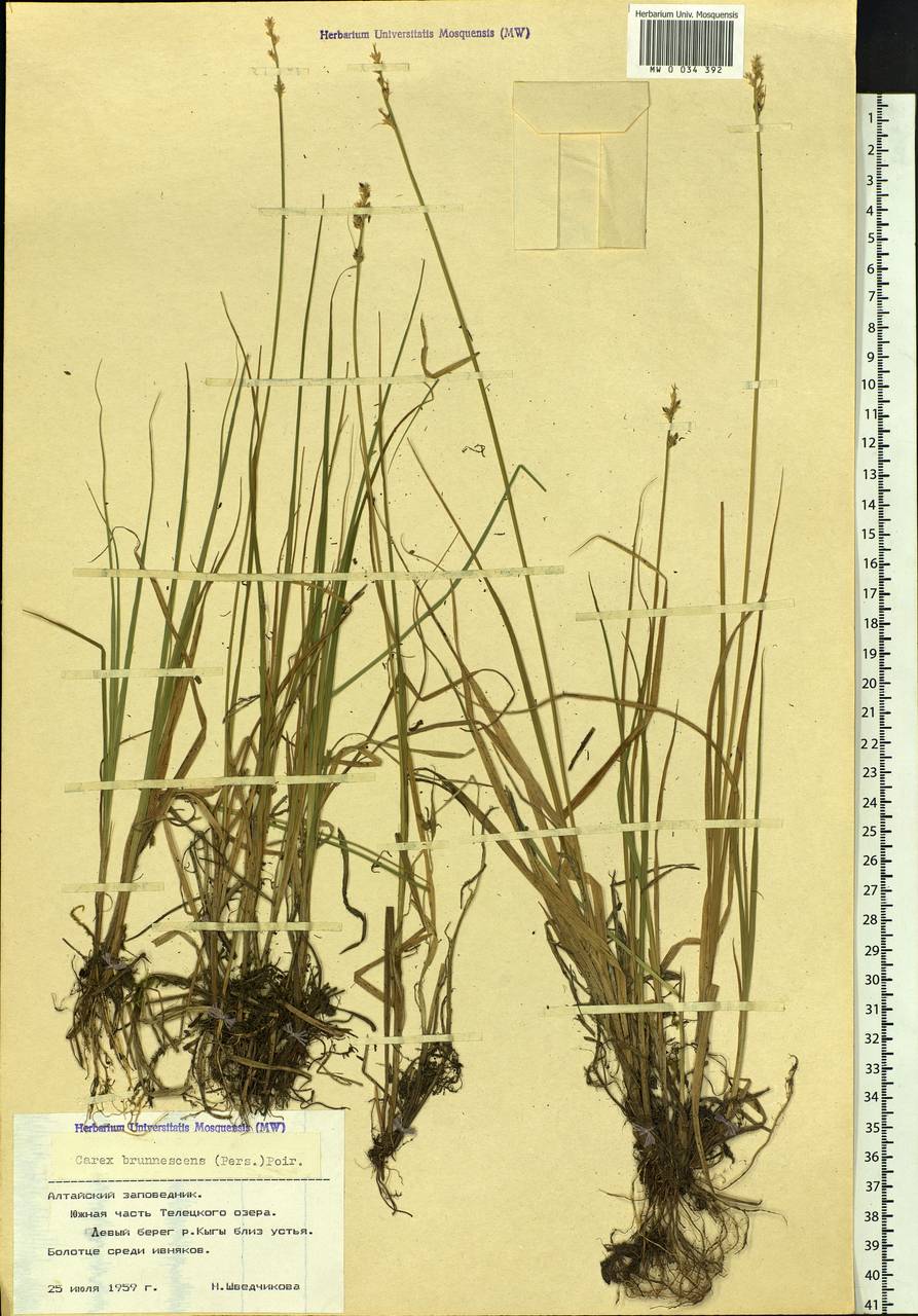 Carex brunnescens (Pers.) Poir., Siberia, Altai & Sayany Mountains (S2) (Russia)
