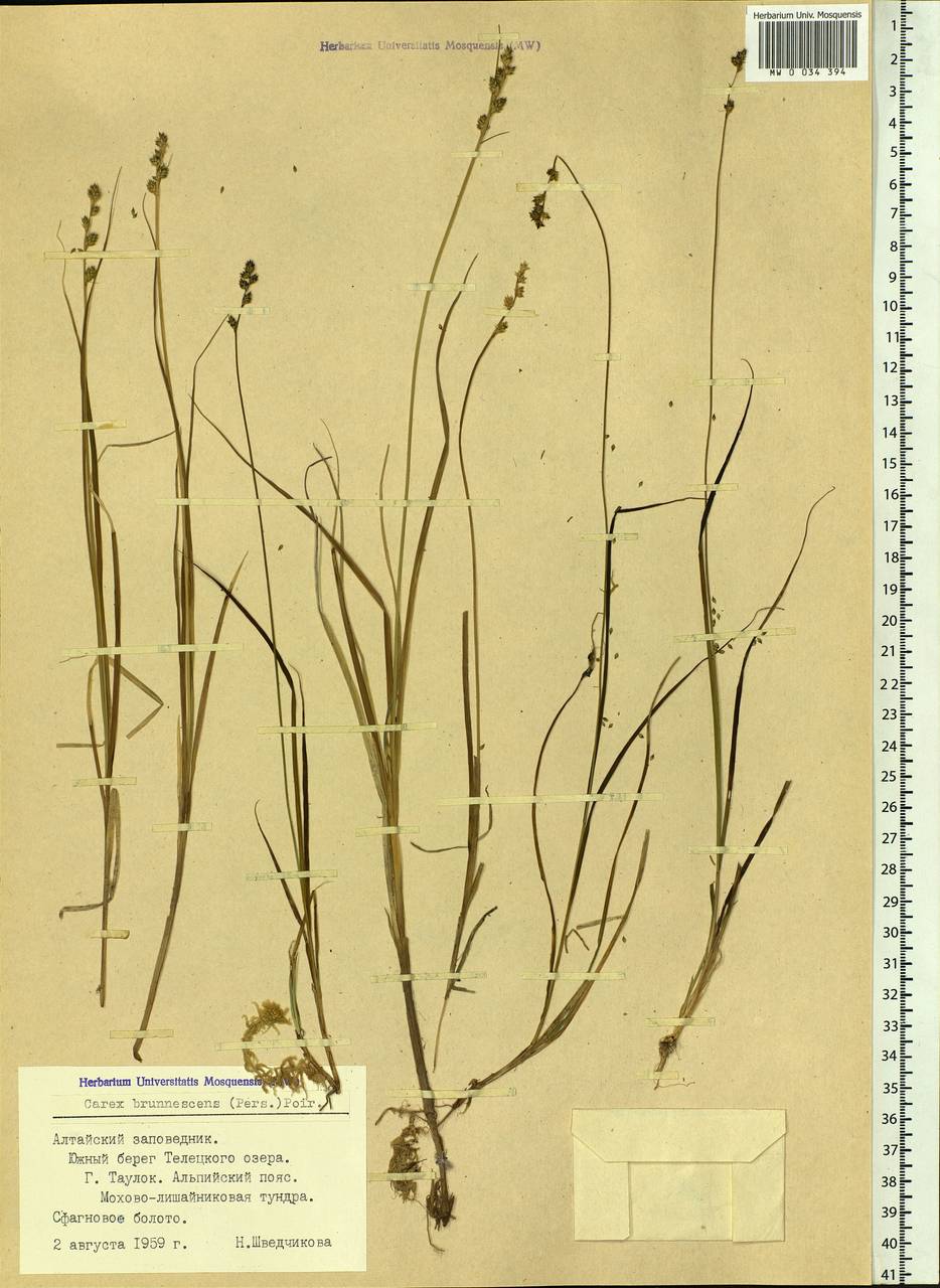 Carex brunnescens (Pers.) Poir., Siberia, Altai & Sayany Mountains (S2) (Russia)