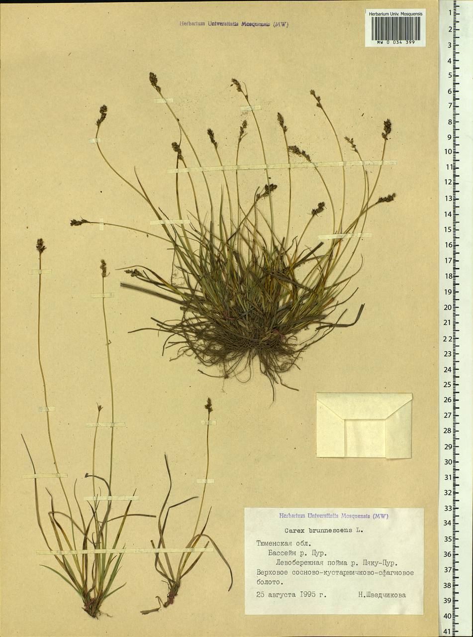 Carex brunnescens (Pers.) Poir., Siberia, Western Siberia (S1) (Russia)