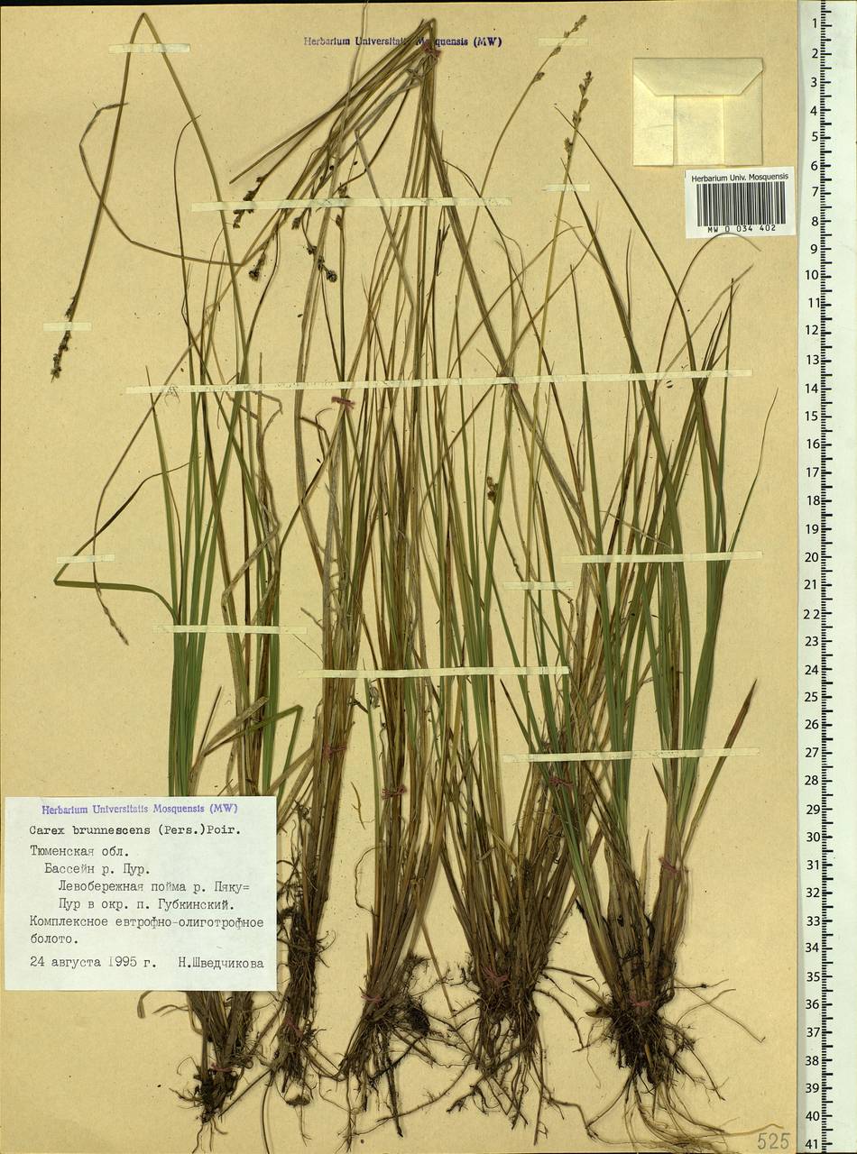 Carex brunnescens (Pers.) Poir., Siberia, Western Siberia (S1) (Russia)