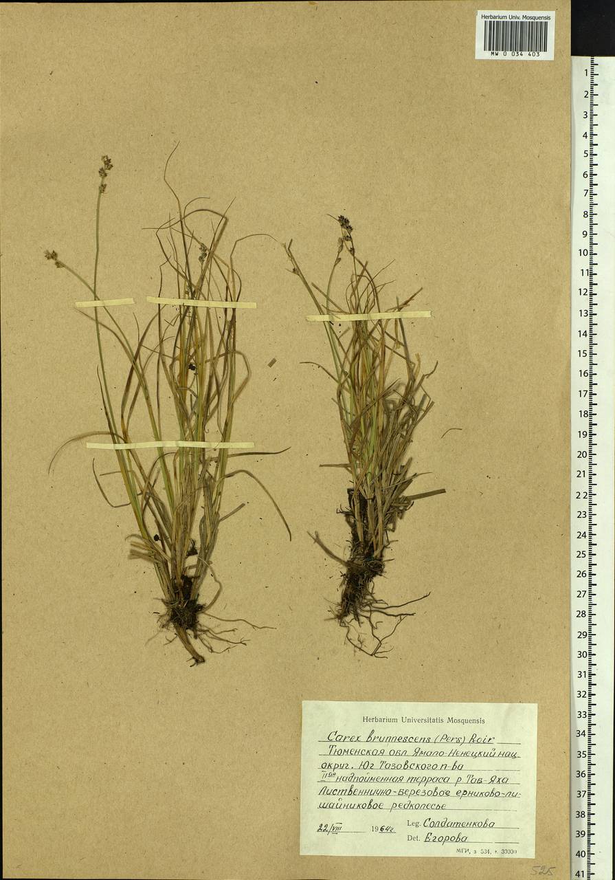 Carex brunnescens (Pers.) Poir., Siberia, Western Siberia (S1) (Russia)