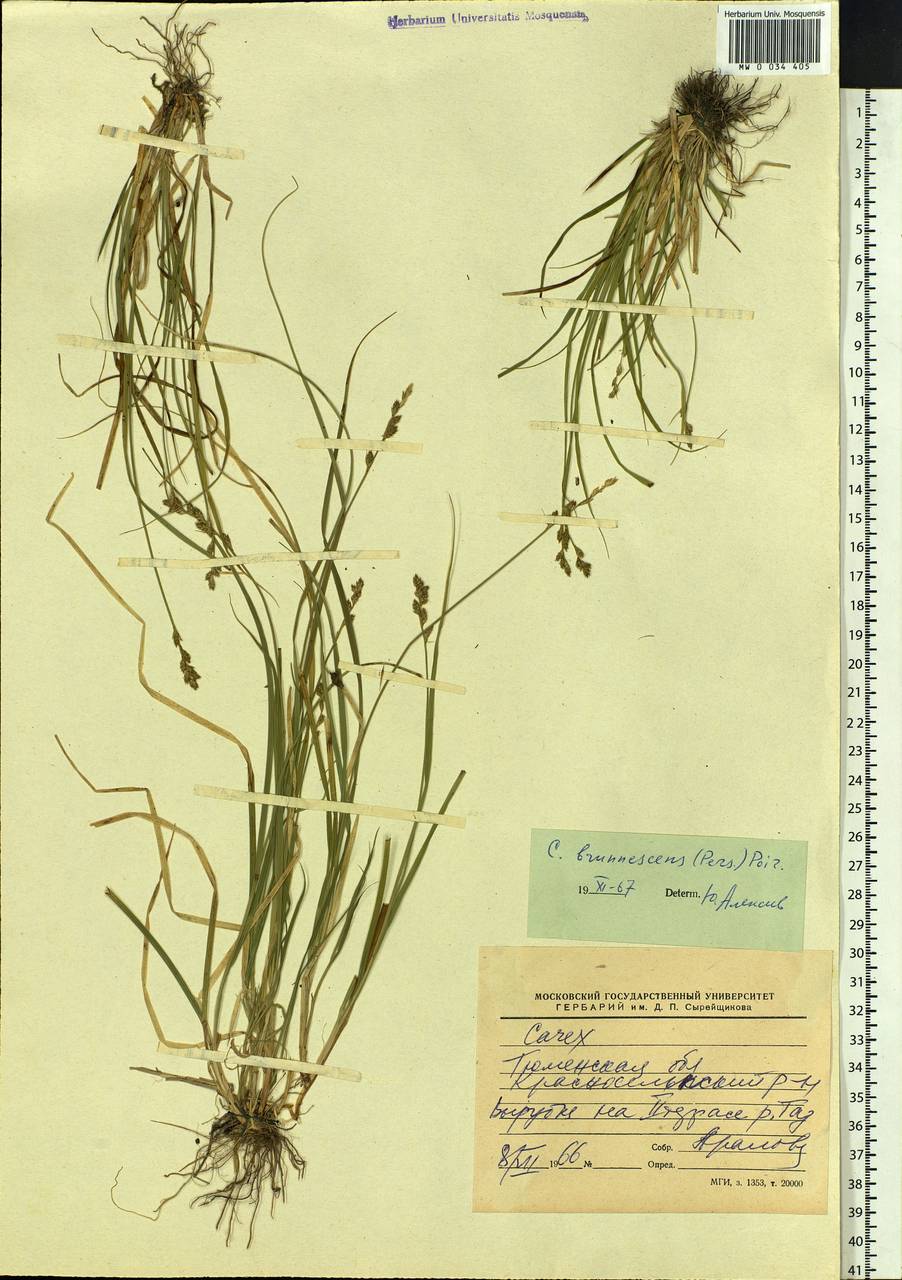 Carex brunnescens (Pers.) Poir., Siberia, Western Siberia (S1) (Russia)