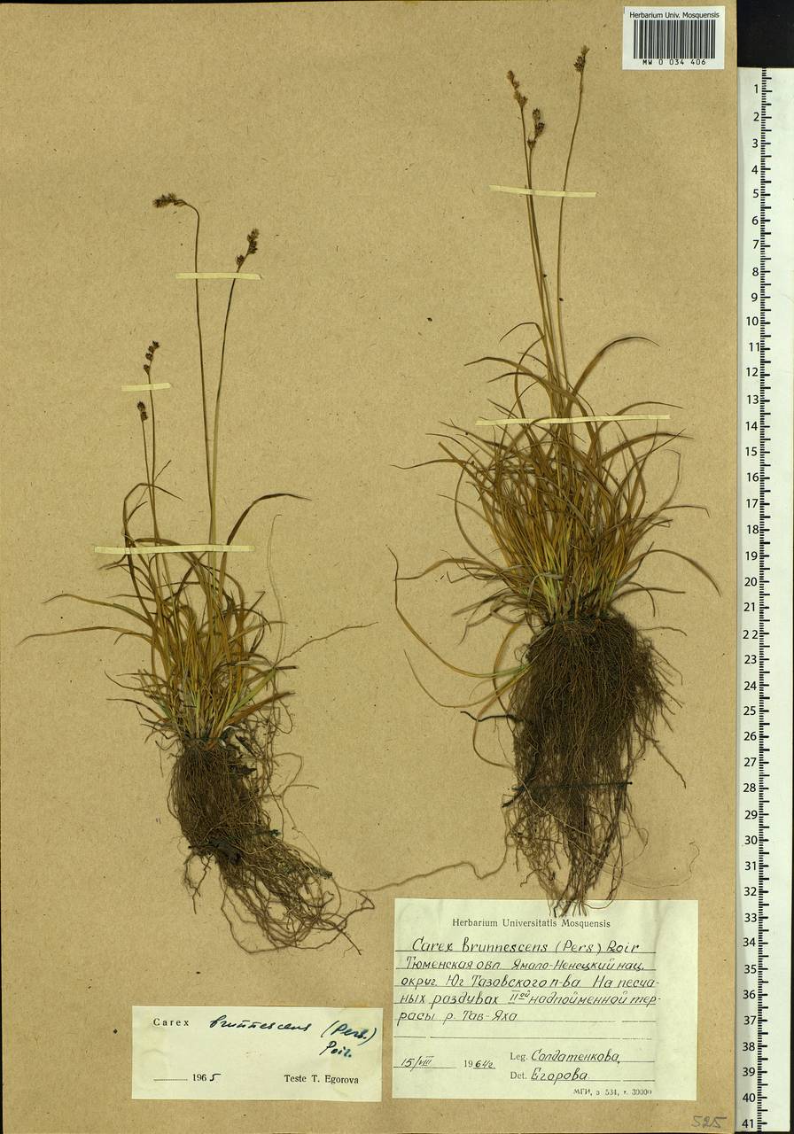 Carex brunnescens (Pers.) Poir., Siberia, Western Siberia (S1) (Russia)
