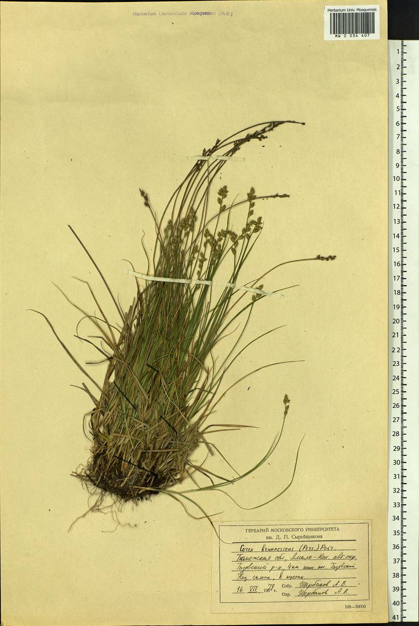 Carex brunnescens (Pers.) Poir., Siberia, Western Siberia (S1) (Russia)