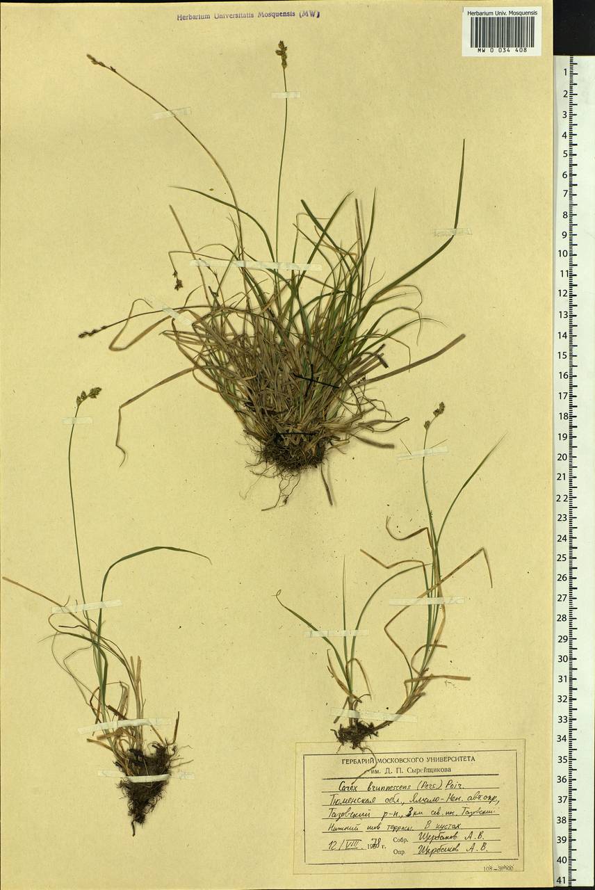 Carex brunnescens (Pers.) Poir., Siberia, Western Siberia (S1) (Russia)